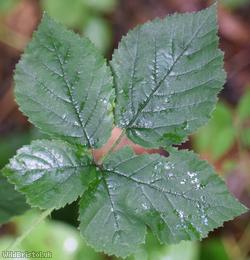 Rubus sect. Corylifolii Unidentified 10