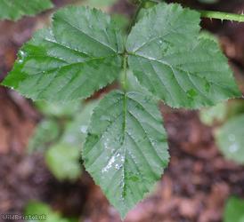 Rubus sect. Corylifolii Unidentified 10