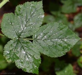 Rubus sect. Corylifolii Unidentified 10