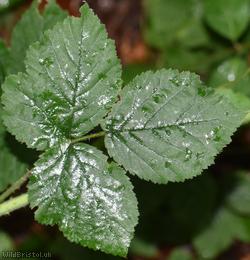 Rubus sect. Corylifolii Unidentified 10