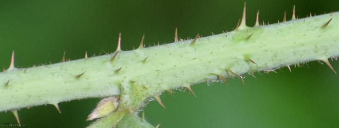 Rubus sect. Corylifolii Unidentified 10
