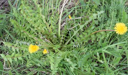 Brown-ribbed Dandelion