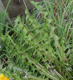 Brown-ribbed Dandelion