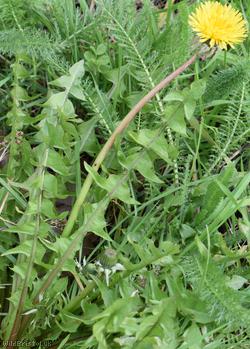 Brown-ribbed Dandelion