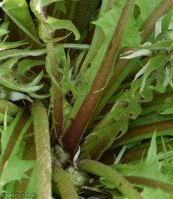 Brown-ribbed Dandelion