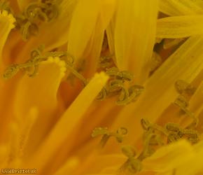Brown-ribbed Dandelion