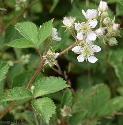 image for Rubus series Micantes