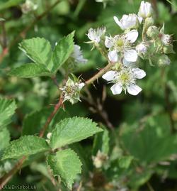 Densely-hairy Bramble