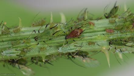 image for Rose Aphid