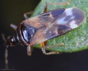 Oak Flower Bug