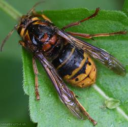 Median Wasp