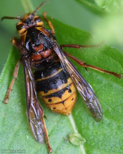 image for Median Wasp