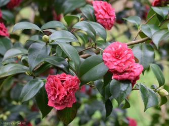 image for Japanese camellia