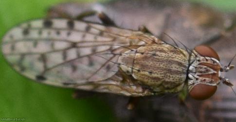 Spot-winged Little Snailkiller