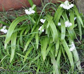 Few-flowered Garlic