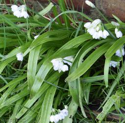 Few-flowered Garlic