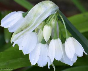Few-flowered Garlic