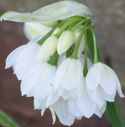Few-flowered Garlic
