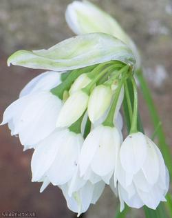 Few-flowered Garlic