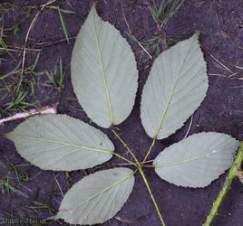 image for Wild Place Bramble