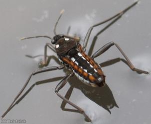 image for Water Cricket