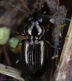 image for Bembidion lampros