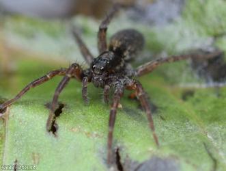 image for Common Wolf Spider