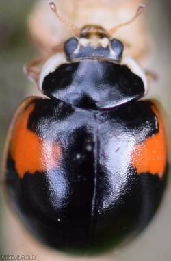 image for 10-spot Ladybird