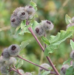 image for Woolly Burdock