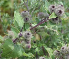Woolly Burdock