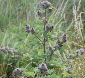 Woolly Burdock