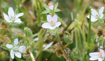 Common Stork's-bill