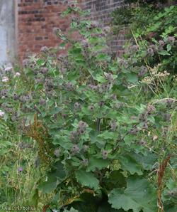 Woolly Burdock