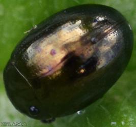 Celery Leaf Beetle