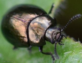 Celery Leaf Beetle