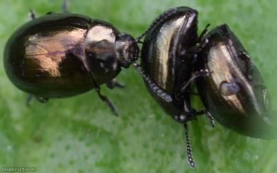 Celery Leaf Beetle