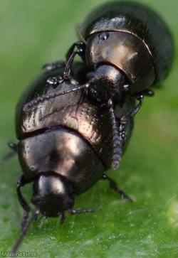 Celery Leaf Beetle