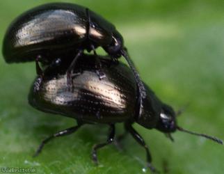 Celery Leaf Beetle