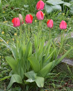 image for Garden Tulip