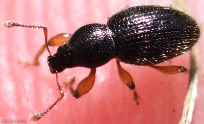 image for Hairy Spider Weevil