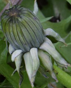 Lunar-lobed Dandelion