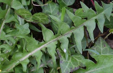 Lunar-lobed Dandelion