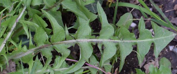Lunar-lobed Dandelion
