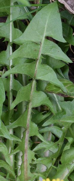 Lunar-lobed Dandelion
