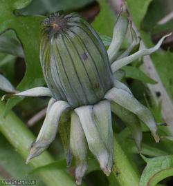 Lunar-lobed Dandelion