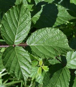 Tamar Bramble