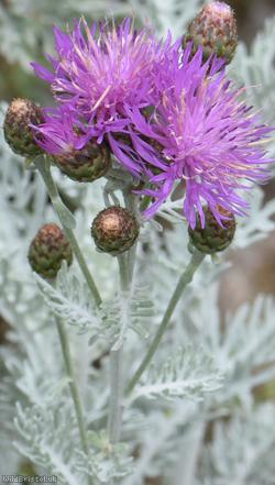 image for Silver Knapweed