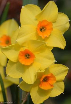 image for Bunch-flowered Daffodil