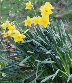 Tenby Daffodil