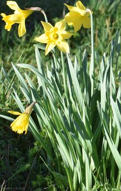 Lesser Daffodil